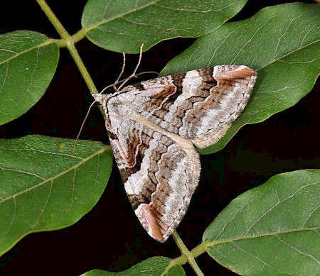 Purple Treble-bar Aplocera praeformata