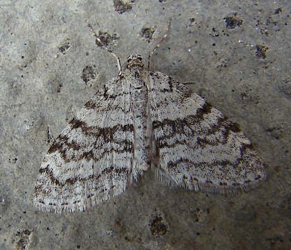 Adult &bull; Nethy Bridge, Scotland &bull; &copy; Roger Wilkinson