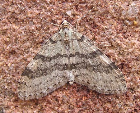 Early Tooth-striped Trichopteryx carpinata