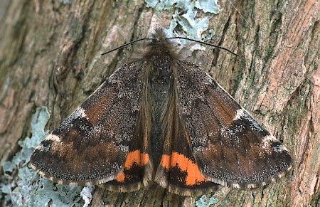 Orange Underwing Archiearis parthenias