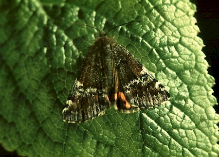 Orange Underwing Archiearis parthenias