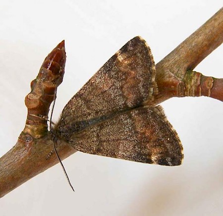 Light Orange Underwing Boudinotiana notha