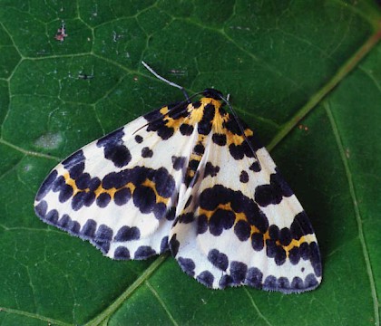 Adult &bull; Littleborough, Lancashire &bull; &copy; Ian Kimber