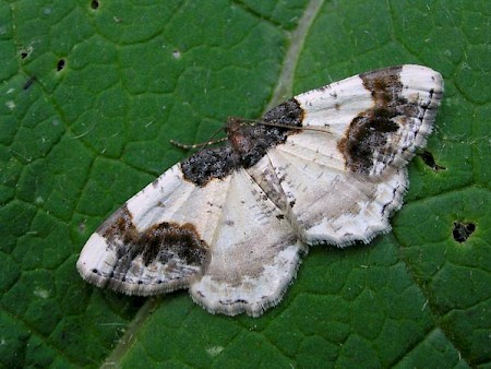 Scorched Carpet Ligdia adustata