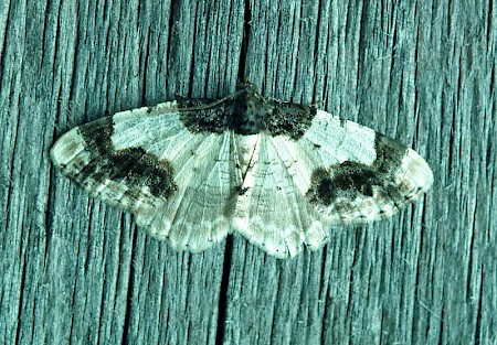 Scorched Carpet Ligdia adustata