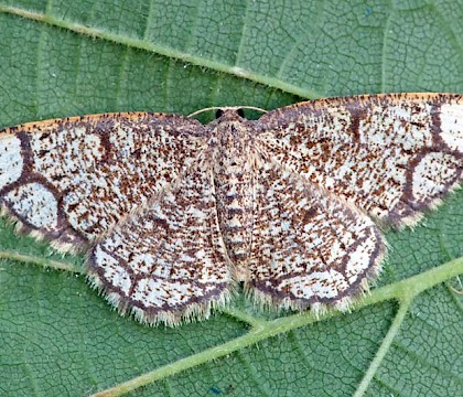 Adult &bull; Lot, France &bull; &copy; Linda Reinecke