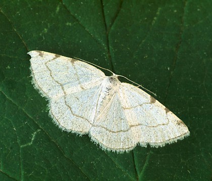 Adult &bull; Dordogne, France &bull; &copy; Ian Kimber