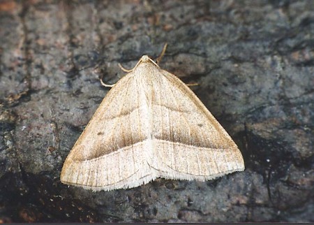 Brown Silver-line Petrophora chlorosata