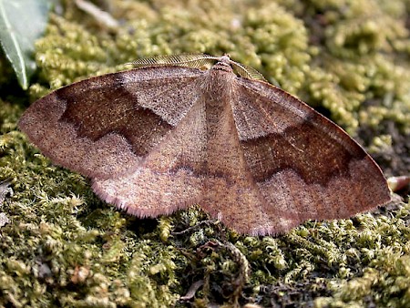 Barred Umber Plagodis pulveraria