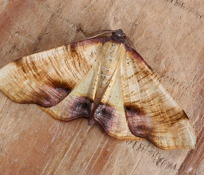 Adult &bull; Yeovil, Somerset &bull; &copy; John Day