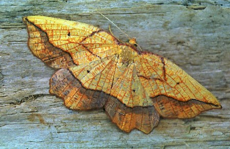 Bordered Beauty Epione repandaria