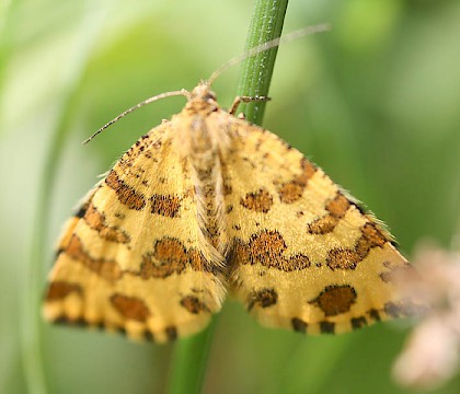 Adult &bull; &copy; Edwin Barber