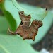 Larva • Monk's Wood NNR, Cambs. • © Nick Greatorex-Davies