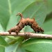 Larva • Monk's Wood NNR, Cambs. • © Nick Greatorex-Davies