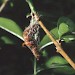 Larval cocoon • Sharnbrook, Beds. • © W. Champkin