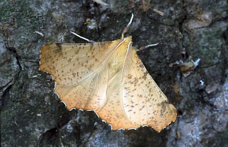 Large Thorn Ennomos autumnaria