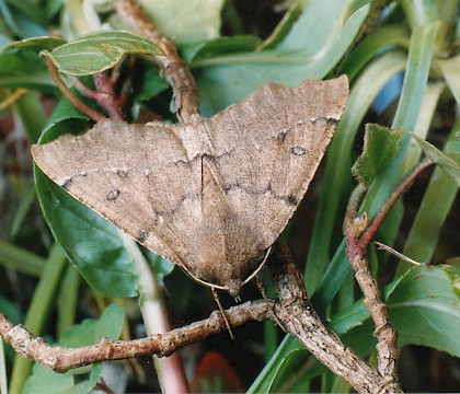 Adult &bull; Littleborough, Lancashire &bull; &copy; Ian Kimber