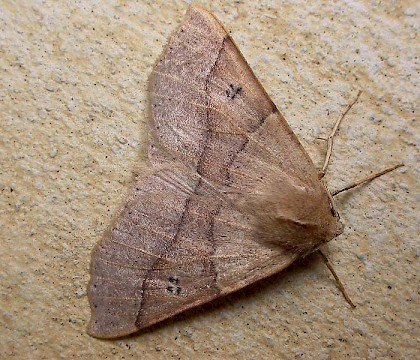 Adult &bull; St.Ouen