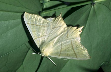 Swallow-tailed Moth Ourapteryx sambucaria