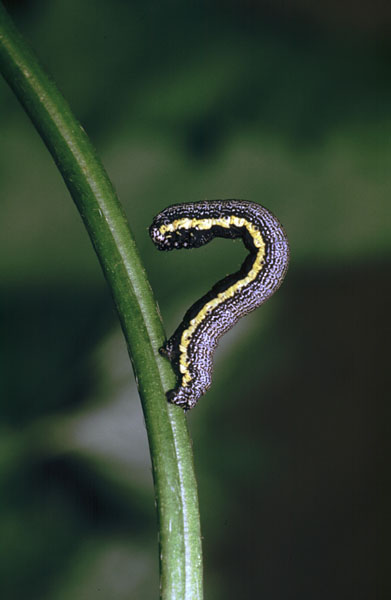Belted Beauty Lycia zonaria