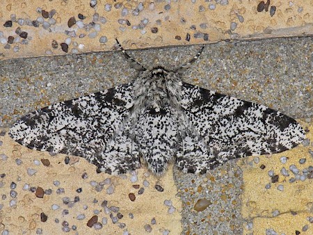 Peppered Moth Biston betularia