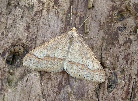 Dotted Border Agriopis marginaria