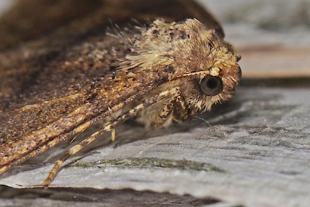 Dotted Border Agriopis marginaria