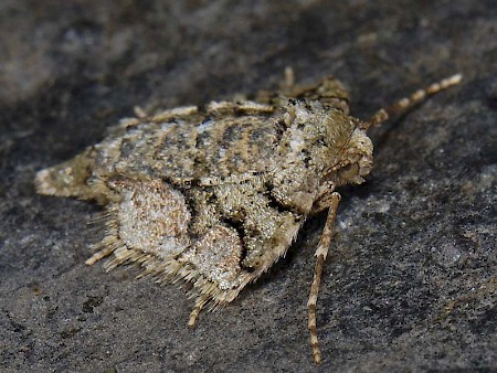 Dotted Border Agriopis marginaria