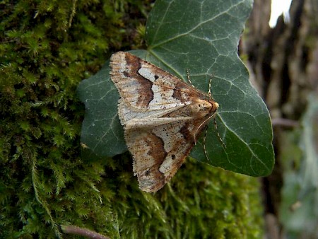 Mottled Umber Erannis defoliaria