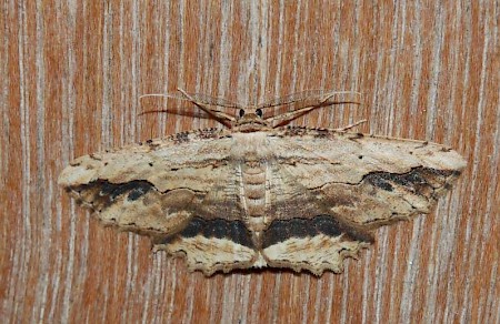 Waved Umber Menophra abruptaria