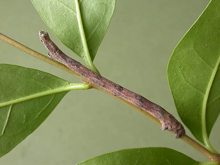 Waved Umber Menophra abruptaria