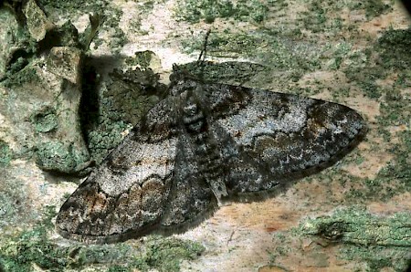 Ringed Carpet Cleora cinctaria