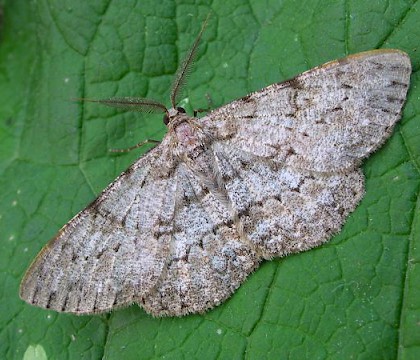 Adult &bull; Wicken Fen, Cambs. &bull; &copy; Shane Farrell