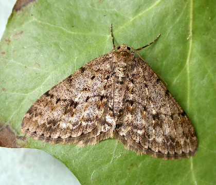 Adult &bull; Chorlton, Gtr. Manchester, from larva &bull; &copy; Ben Smart