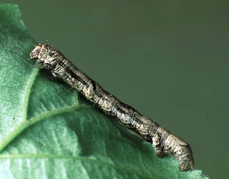 The Engrailed Ectropis crepuscularia