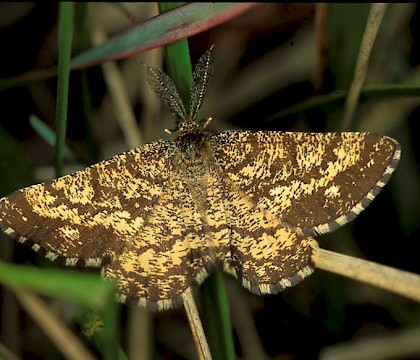 Adult &bull; &copy; Gianpiero Ferrari