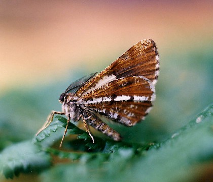 Adult &bull; Littleborough, Lancashire &bull; &copy; Ian Kimber
