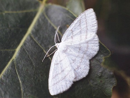 Common White Wave Cabera pusaria