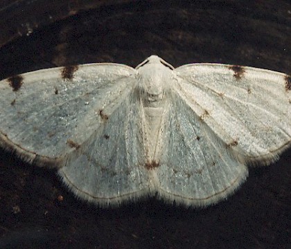 Adult &bull; Gower, Glamorgan &bull; &copy; David Painter