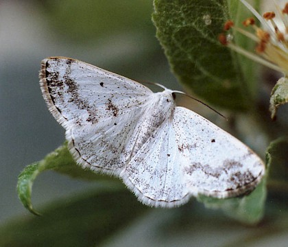 Adult &bull; Littleborough, Lancashire &bull; &copy; Ian Kimber