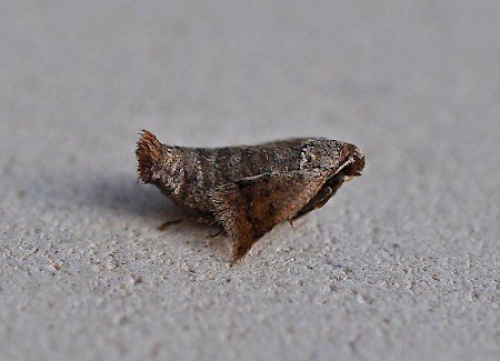 Early Moth Theria primaria