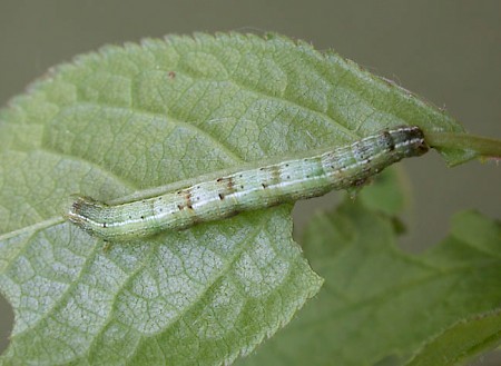 Early Moth Theria primaria