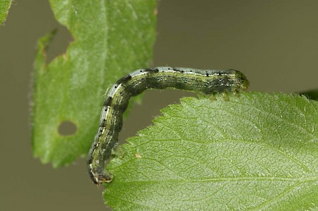 Early Moth Theria primaria