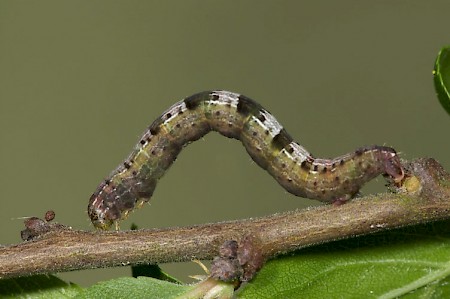 Early Moth Theria primaria