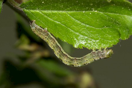 Early Moth Theria primaria