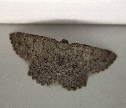 Adult &bull; &copy; David Painter