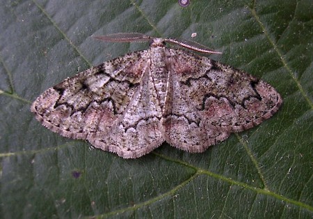 Brussels Lace Cleorodes lichenaria