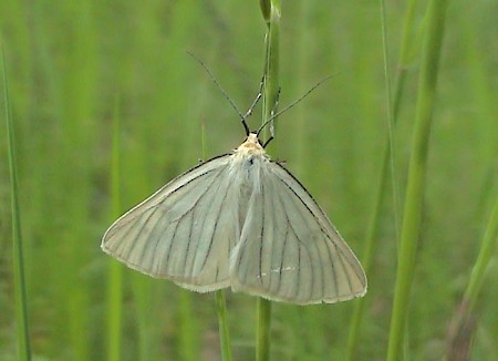 Black-veined Moth Siona lineata