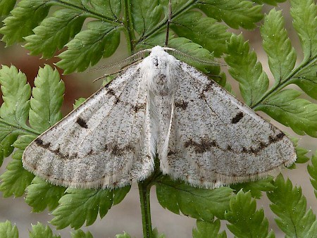 Grey Scalloped Bar Dyscia fagaria