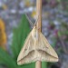 Adult • ssp. burrenensis, Burren, Co. Down, Eire • © Keith Tailby